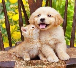 How To Identify Your Puppy Or Kitten From So Many Pets Easily